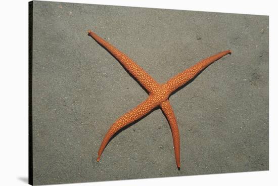 Starfish Showing Regeneration of Injured Arm, Asteroidea, Bali, Indian Ocean, Indonesia.-Reinhard Dirscherl-Stretched Canvas