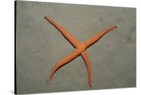 Starfish Showing Regeneration of Injured Arm, Asteroidea, Bali, Indian Ocean, Indonesia.-Reinhard Dirscherl-Stretched Canvas