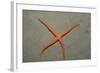 Starfish Showing Regeneration of Injured Arm, Asteroidea, Bali, Indian Ocean, Indonesia.-Reinhard Dirscherl-Framed Photographic Print