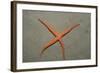 Starfish Showing Regeneration of Injured Arm, Asteroidea, Bali, Indian Ocean, Indonesia.-Reinhard Dirscherl-Framed Photographic Print