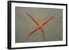 Starfish Showing Regeneration of Injured Arm, Asteroidea, Bali, Indian Ocean, Indonesia.-Reinhard Dirscherl-Framed Photographic Print