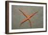 Starfish Showing Regeneration of Injured Arm, Asteroidea, Bali, Indian Ocean, Indonesia.-Reinhard Dirscherl-Framed Photographic Print