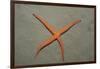 Starfish Showing Regeneration of Injured Arm, Asteroidea, Bali, Indian Ocean, Indonesia.-Reinhard Dirscherl-Framed Photographic Print