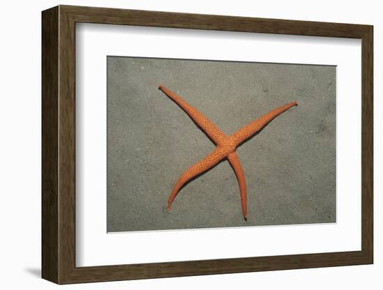 Starfish Showing Regeneration of Injured Arm, Asteroidea, Bali, Indian Ocean, Indonesia.-Reinhard Dirscherl-Framed Photographic Print