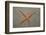 Starfish Showing Regeneration of Injured Arm, Asteroidea, Bali, Indian Ocean, Indonesia.-Reinhard Dirscherl-Framed Photographic Print