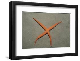 Starfish Showing Regeneration of Injured Arm, Asteroidea, Bali, Indian Ocean, Indonesia.-Reinhard Dirscherl-Framed Photographic Print