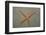 Starfish Showing Regeneration of Injured Arm, Asteroidea, Bali, Indian Ocean, Indonesia.-Reinhard Dirscherl-Framed Photographic Print