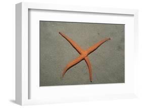 Starfish Showing Regeneration of Injured Arm, Asteroidea, Bali, Indian Ocean, Indonesia.-Reinhard Dirscherl-Framed Photographic Print