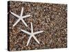 Starfish Skeletons, Kauai, Hawaii, USA-Dennis Flaherty-Stretched Canvas