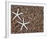 Starfish Skeletons, Kauai, Hawaii, USA-Dennis Flaherty-Framed Photographic Print