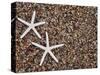 Starfish Skeletons, Kauai, Hawaii, USA-Dennis Flaherty-Stretched Canvas