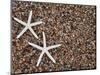 Starfish Skeletons, Kauai, Hawaii, USA-Dennis Flaherty-Mounted Photographic Print