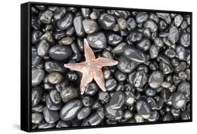 Starfish Stranded at Low Tide Amongst Pebbles of Smooth Rounded Basalt, Djupalonssandur-William Gray-Framed Stretched Canvas