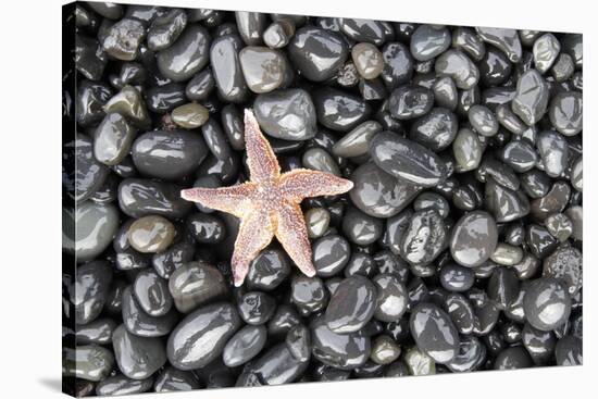 Starfish Stranded at Low Tide Amongst Pebbles of Smooth Rounded Basalt, Djupalonssandur-William Gray-Stretched Canvas