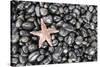 Starfish Stranded at Low Tide Amongst Pebbles of Smooth Rounded Basalt, Djupalonssandur-William Gray-Stretched Canvas