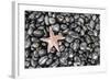 Starfish Stranded at Low Tide Amongst Pebbles of Smooth Rounded Basalt, Djupalonssandur-William Gray-Framed Photographic Print