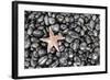 Starfish Stranded at Low Tide Amongst Pebbles of Smooth Rounded Basalt, Djupalonssandur-William Gray-Framed Photographic Print