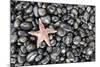 Starfish Stranded at Low Tide Amongst Pebbles of Smooth Rounded Basalt, Djupalonssandur-William Gray-Mounted Photographic Print