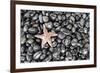 Starfish Stranded at Low Tide Amongst Pebbles of Smooth Rounded Basalt, Djupalonssandur-William Gray-Framed Photographic Print