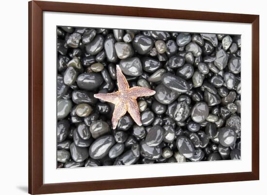 Starfish Stranded at Low Tide Amongst Pebbles of Smooth Rounded Basalt, Djupalonssandur-William Gray-Framed Photographic Print