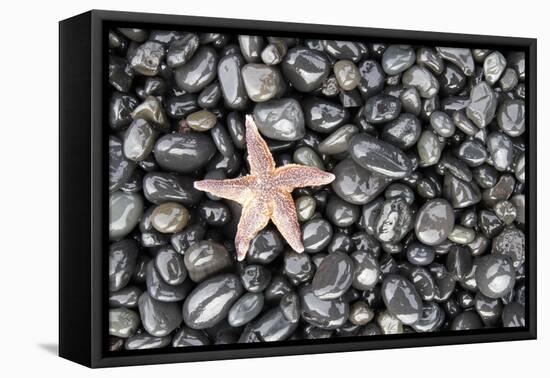 Starfish Stranded at Low Tide Amongst Pebbles of Smooth Rounded Basalt, Djupalonssandur-William Gray-Framed Stretched Canvas