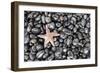 Starfish Stranded at Low Tide Amongst Pebbles of Smooth Rounded Basalt, Djupalonssandur-William Gray-Framed Photographic Print