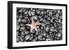 Starfish Stranded at Low Tide Amongst Pebbles of Smooth Rounded Basalt, Djupalonssandur-William Gray-Framed Photographic Print