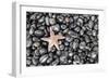 Starfish Stranded at Low Tide Amongst Pebbles of Smooth Rounded Basalt, Djupalonssandur-William Gray-Framed Photographic Print