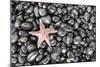 Starfish Stranded at Low Tide Amongst Pebbles of Smooth Rounded Basalt, Djupalonssandur-William Gray-Mounted Photographic Print