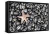 Starfish Stranded at Low Tide Amongst Pebbles of Smooth Rounded Basalt, Djupalonssandur-William Gray-Framed Stretched Canvas