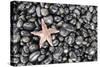 Starfish Stranded at Low Tide Amongst Pebbles of Smooth Rounded Basalt, Djupalonssandur-William Gray-Stretched Canvas