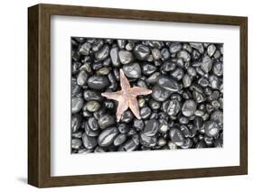 Starfish Stranded at Low Tide Amongst Pebbles of Smooth Rounded Basalt, Djupalonssandur-William Gray-Framed Photographic Print