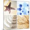 Starfish - Sunset-null-Mounted Premium Giclee Print