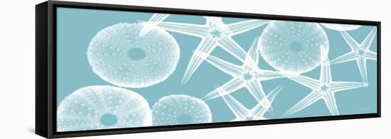 Starfish Teal 2-Albert Koetsier-Framed Stretched Canvas