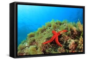 Starfish Underwater on Reef-Rich Carey-Framed Stretched Canvas