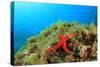 Starfish Underwater on Reef-Rich Carey-Stretched Canvas