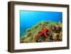 Starfish Underwater on Reef-Rich Carey-Framed Photographic Print