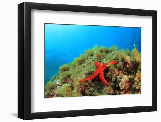 Starfish Underwater on Reef-Rich Carey-Framed Photographic Print