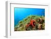 Starfish Underwater on Reef-Rich Carey-Framed Photographic Print