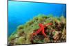 Starfish Underwater on Reef-Rich Carey-Mounted Photographic Print