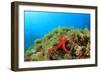 Starfish Underwater on Reef-Rich Carey-Framed Photographic Print