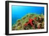 Starfish Underwater on Reef-Rich Carey-Framed Photographic Print