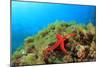 Starfish Underwater on Reef-Rich Carey-Mounted Photographic Print