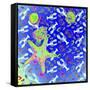 Starfish Universe-Tom Kelly-Framed Stretched Canvas