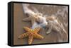 Starfish with Evening Surf Rolling In-Terry Eggers-Framed Stretched Canvas