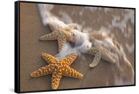 Starfish with Evening Surf Rolling In-Terry Eggers-Framed Stretched Canvas