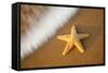 Starfish with Evening Surf Rolling In-Terry Eggers-Framed Stretched Canvas