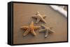 Starfish with Evening Surf Rolling In-Terry Eggers-Framed Stretched Canvas