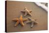 Starfish with Evening Surf Rolling In-Terry Eggers-Stretched Canvas