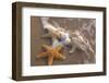 Starfish with Evening Surf Rolling In-Terry Eggers-Framed Photographic Print